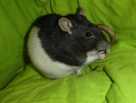 By staff writerlast updated march 26, 2020. Rat Munchies: Healthy Treats for Pet Rats | hubpages
