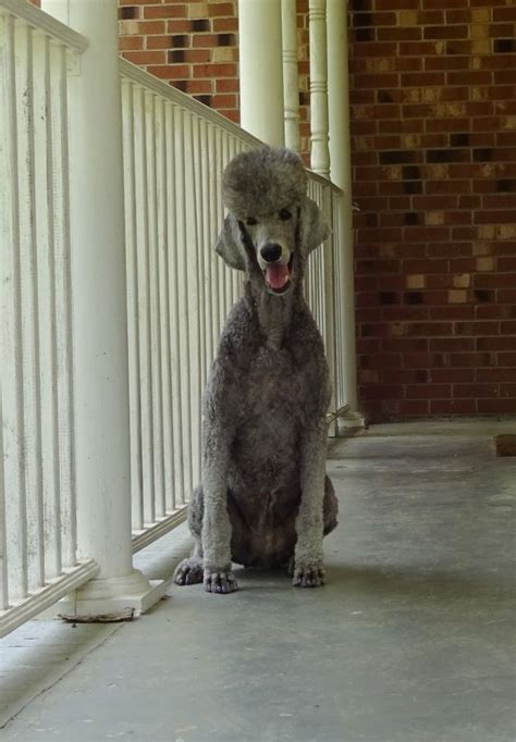 Of naturally harsh texture, dense throughout. WANTED Pictures of Poodles with shaved ears - Poodle Forum ...