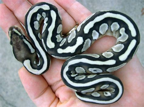 Beautiful Ball Python Morph Pet Snake Cute Snake Pretty Snakes