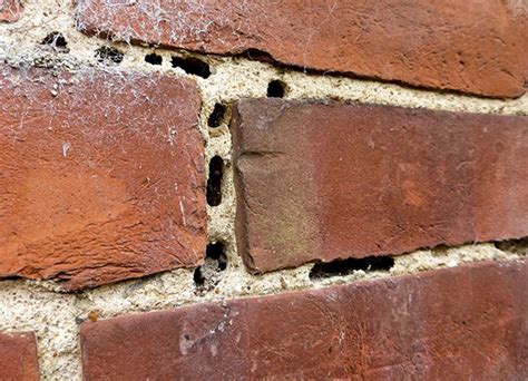 Several species of mason bee live in my area and appear at different times of the year. Arch Building Consultancy | Busy Masonry Bees