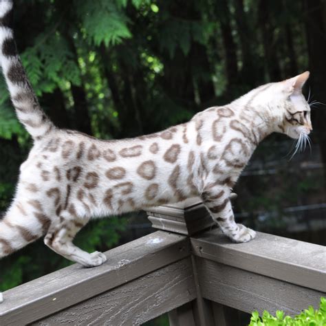 Silver Snow Bengal Cat Cats Blog