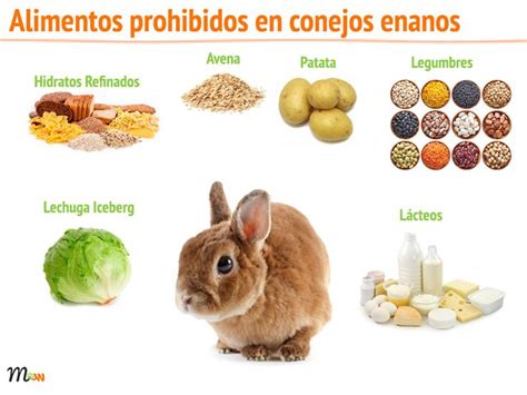 Pin En Alimentos Para Conejos