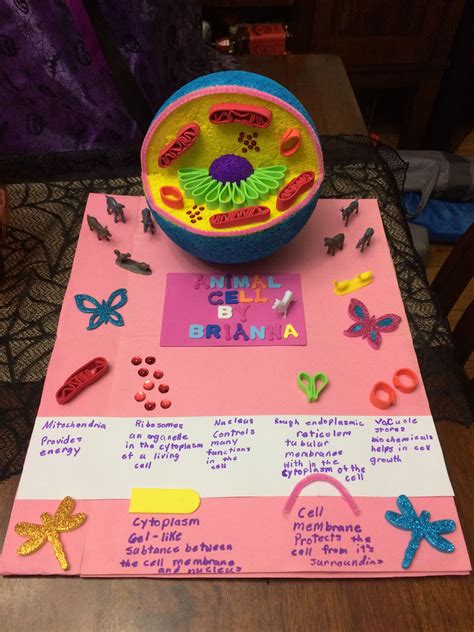Plant And Animal Cell Model Project 7th Grade Animal Cell 3d Project