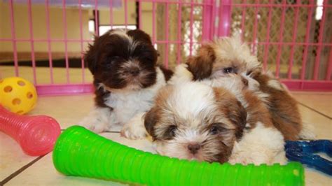 Puppies For Sale Local Breeders Adorable Imperial Shih Tzu Puppies For