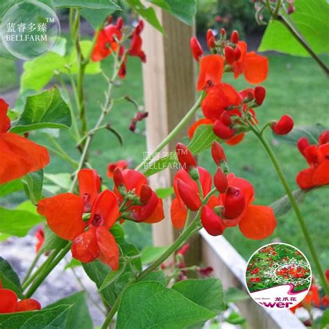 Us 073 Bellfarm Runner Bean Scarlet Phaseolus Coccineus Flower