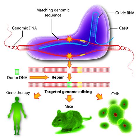 Crispr Based Genetic Engineering Gets A Kick In The Cas