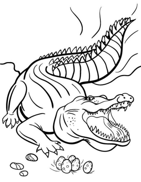 Below are the different colors used by the florida for the pantone. Crocodile Coloring Page | Coloring Page Base