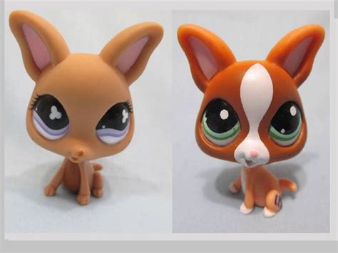 Lps Chihuahua Numbers Pets Lovers