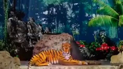 Optical Illusion A Royal Bengal Tiger Think Again This Minute Long