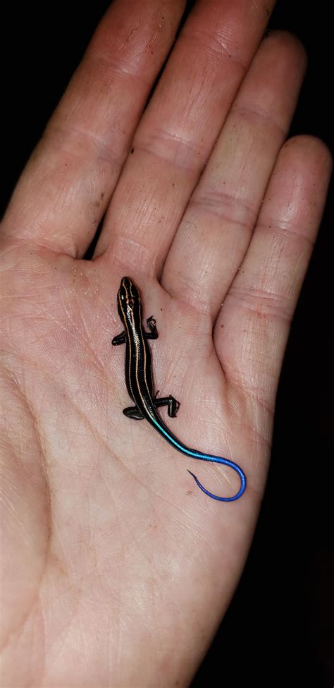Baby Five Lined Skink I Found So Tiny Adults Are 5 85 Rsmol