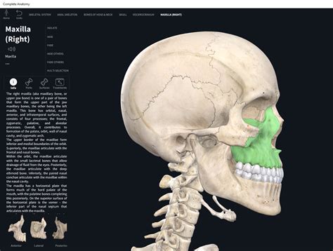 Bones Skull Maxilla Anatomy And Physiology