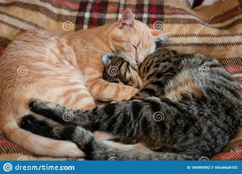 Cute Fluffy Tabby Red And Brown Cats With Closed Eyes Hugging With Paws