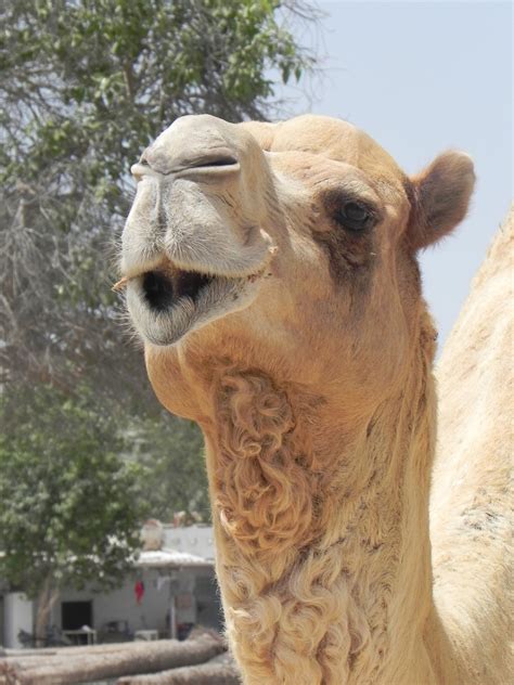 Camels Head Free Stock Photo Public Domain Pictures