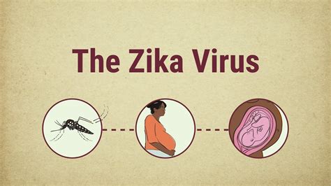 The Zika Virus Behaviors That Reduce The Risk Of The Zika Virus And