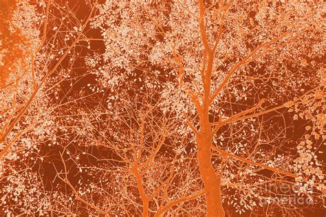 Tree Branches 12 Digital Art By Chris Taggart