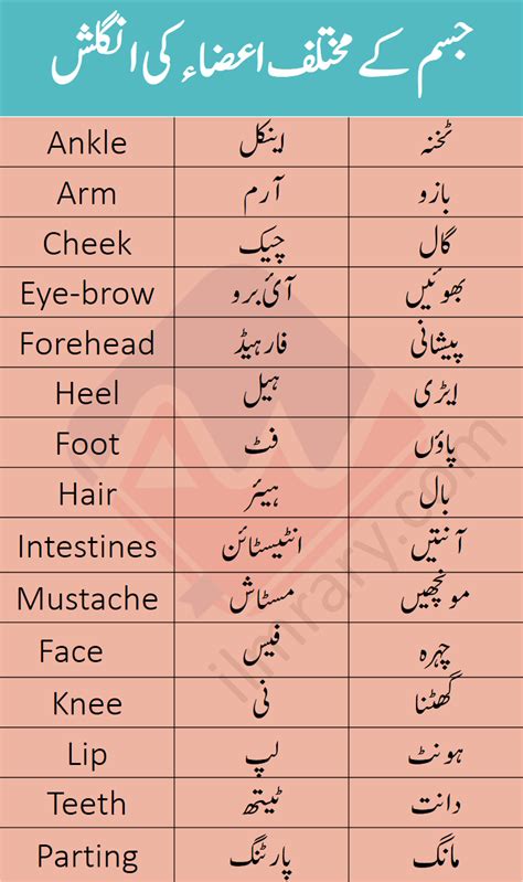 Vocabulary For Parts Of Body With Urdu And Hindi Meanings English To