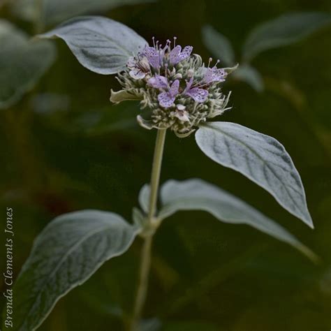 Hoary Mountain Mint Tendrils