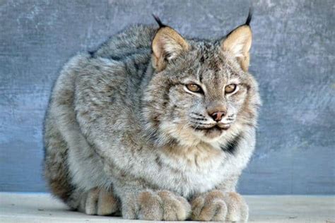 Canada Lynx Great Cats World Park