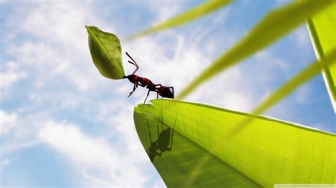 Ant Wallpapers Top Free Ant Backgrounds Wallpaperaccess