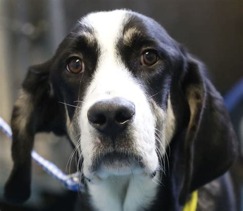 Earlier this month, the san francisco society for prevention of cruelty to animals (sfspca) hired a robot to alert authorities when homeless people set up encampments in. Local animal shelters shatter adoption records - The Blade