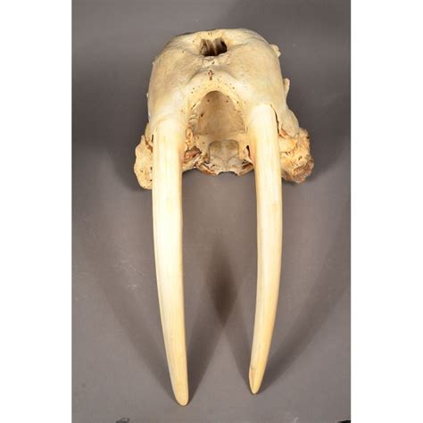 A Magnificent Full Walrus Skull With 2 Ivory Tusks