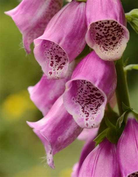 Het is een geraffineerde versie van een plant, vingerhoedskruid. Digitalis purpurea (zaad) (Vingerhoedskruid) kopen - De ...