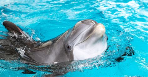 National Aquarium Dolphin Sanctuary