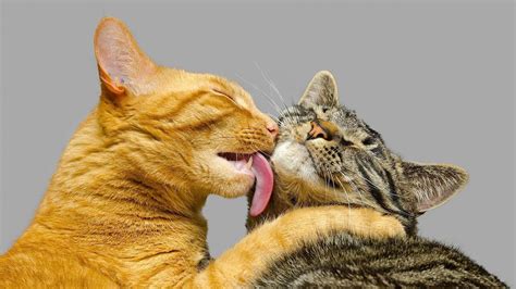 How Cats Show Their Love Cat Care Youtube