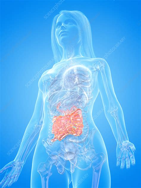 Human Small Intestine Illustration Stock Image F0351010 Science