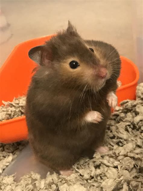 My Teddy Bear Hamster Roosevelt Shoves All Her Food In Her Cheeks And Then Goes About Her Day
