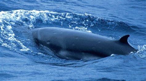 Pygmy Whales Everything You Need To Know About Them