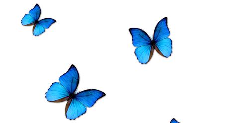 Butterfly Png