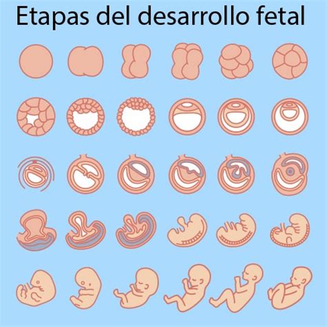 El Disco Embrionario Y Su Formaci N Portal De Salud