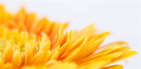 Closeup Of Yellow Flower Stock Image Image Of Graphic 83416925