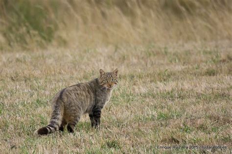 El gato montés La Era Gatera