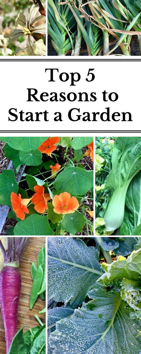 Pin On Top Garden Ideas And Tips