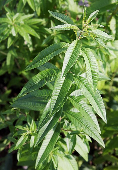 A Complete Guide On Planting Growing And Harvesting Lemon Verbena