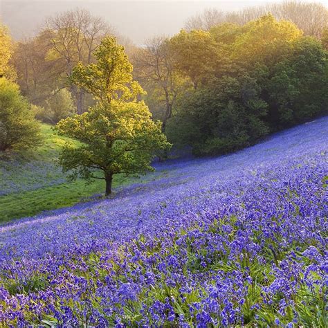 Bluebells In Minterne Magna Dorset England The Uk Is Home To About