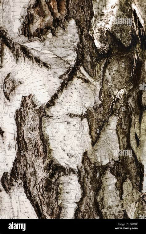 Texture Of Old White Birch Tree Bark Stock Photo Alamy