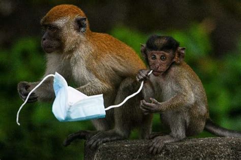 From Macaques To Crabs Wildlife Faces Threat From Face Masks