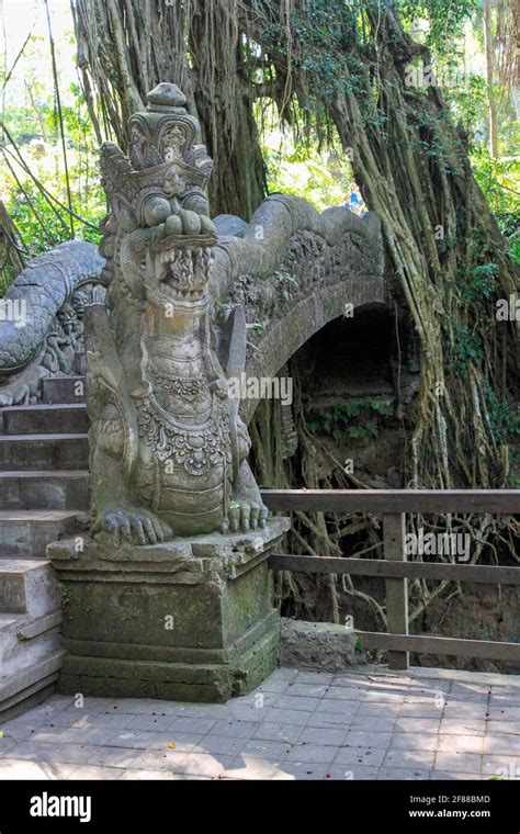 Indonesischer Walddrache Fotos Und Bildmaterial In Hoher Auflösung