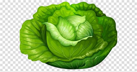 Cabbage clipart lettuce leave, Cabbage lettuce leave Transparent FREE for download on ...