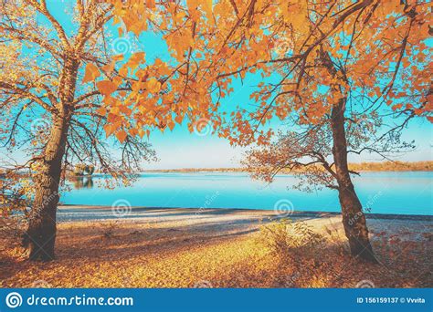 Riverbank With Poplars In Autumn Stock Image Image Of Landscape