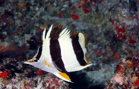 New Butterflyfish Species Discovered In Hawaii Mares Scuba Diving Blog