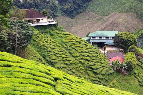 View To Tea Plantation With Few Houses Among Hills Stock Photo Image