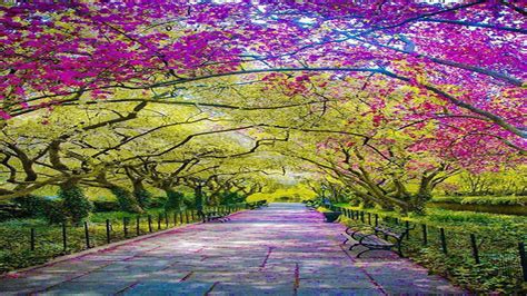 Central Park Spring Hd Wallpapers Wallpaper Cave