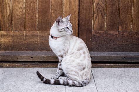 Snow Bengal Cat Breed History Coat Colors More