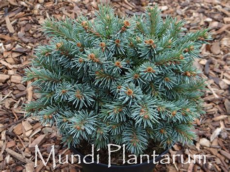 Picea Engelmannii Jasper Mundi Plantarum