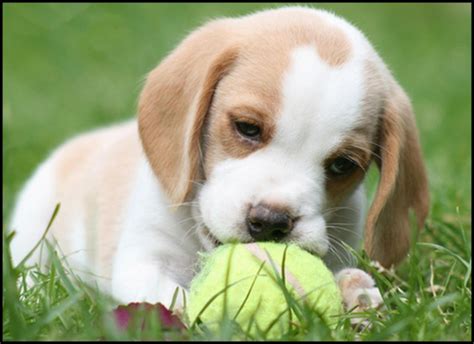 Lemon Beagle Puppy Beagle Puppy Lemon Beagle Puppy