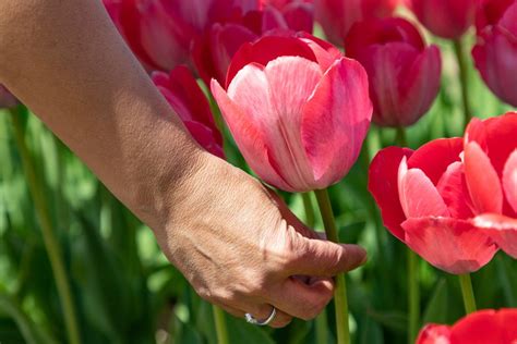 3 Terrific Texas Tulip Farms Fields Pick Your Own Lone Star